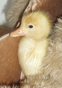Louey - the marketing duckling
